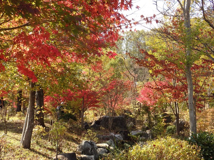 『ぎふ清流里山公園の秋散歩　1』_d0054276_20452816.jpg