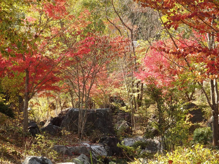 『ぎふ清流里山公園の秋散歩　1』_d0054276_20454139.jpg