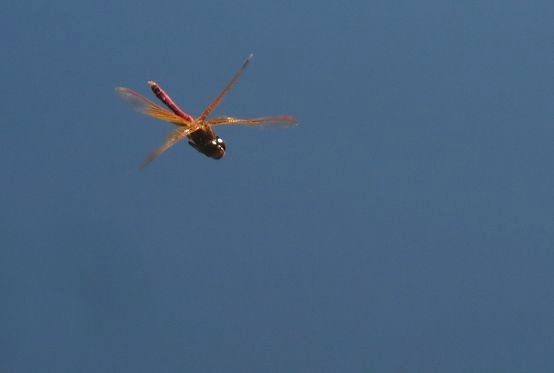 d0020180_09480631.jpg
