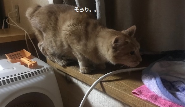 勢力拡大計画?_f0242002_11404684.jpg