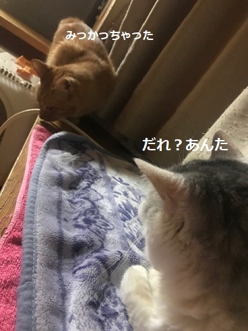 勢力拡大計画?_f0242002_11405171.jpg