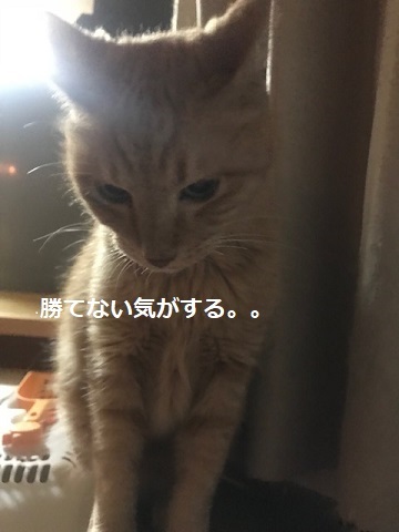 勢力拡大計画?_f0242002_11415610.jpg