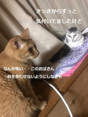 勢力拡大計画?_f0242002_11420607.jpg
