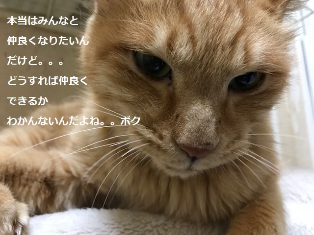 勢力拡大計画?_f0242002_11422833.jpg