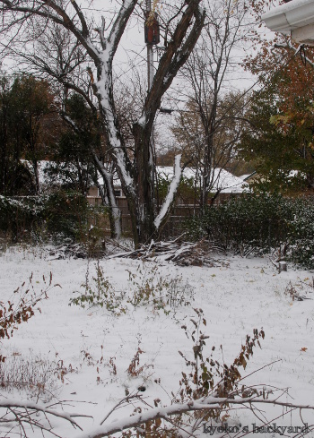 寒いと思ったら雪_b0253205_04522549.jpg