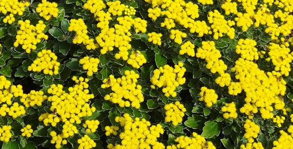 c0051105_21101610.jpg