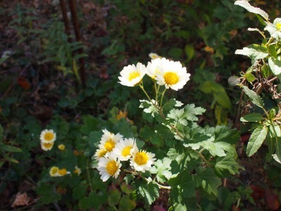 c0117007_20074920.jpg
