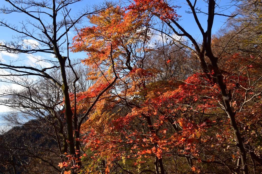 2018/11/10 『水沢山～伊香保温泉』モミジ巡りハイキング_a0340812_15432314.jpg