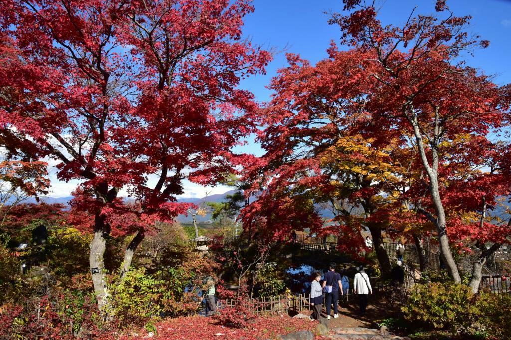 2018/11/10 『水沢山～伊香保温泉』モミジ巡りハイキング_a0340812_15455540.jpg