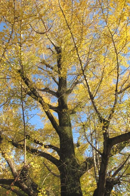 イチョウ黄葉 堀川通り_e0048413_21102141.jpg