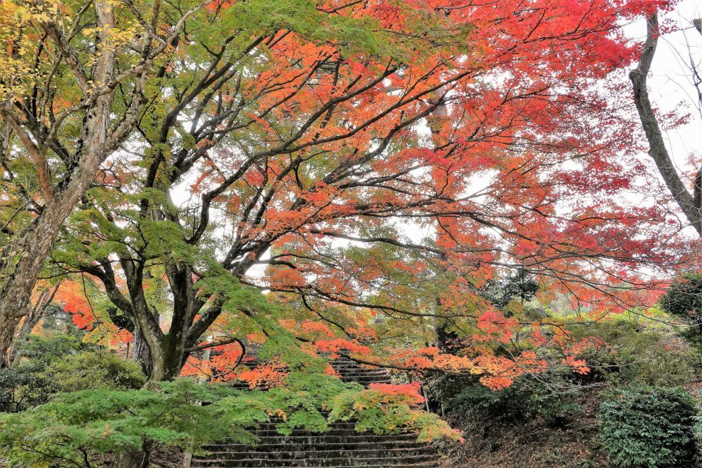 村松公園紅葉_a0085114_20351674.jpg