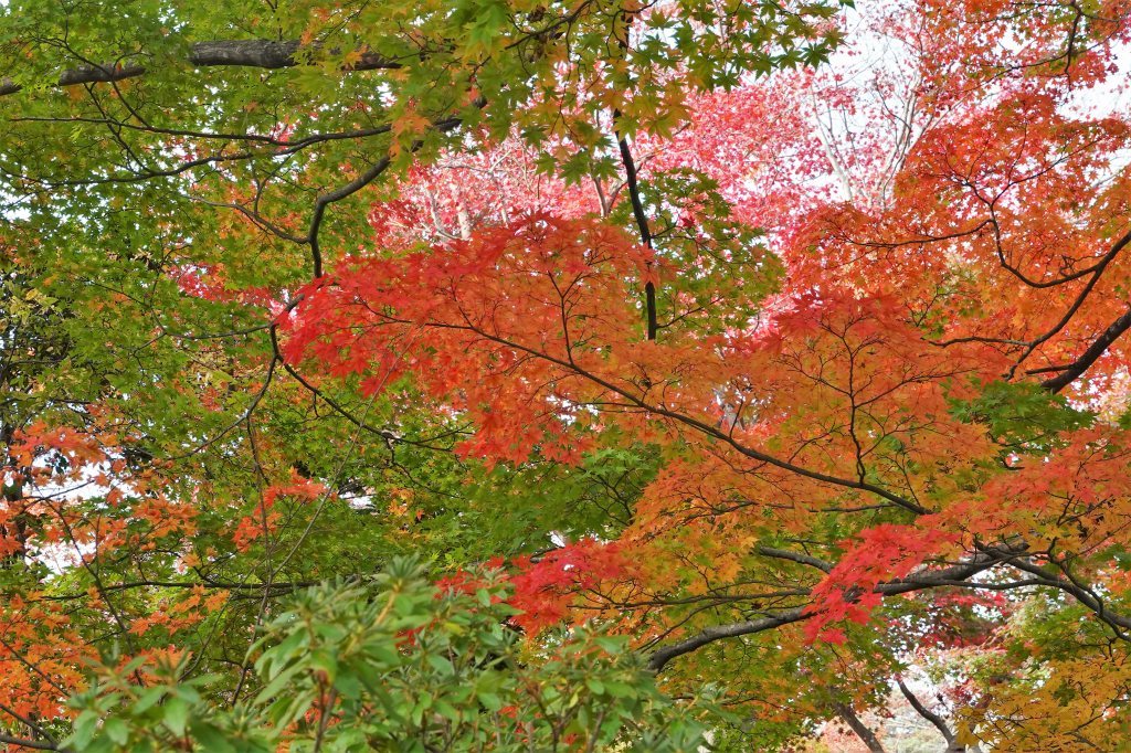 村松公園紅葉_a0085114_20365296.jpg