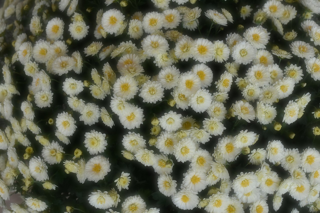 d0065116_20295892.jpg