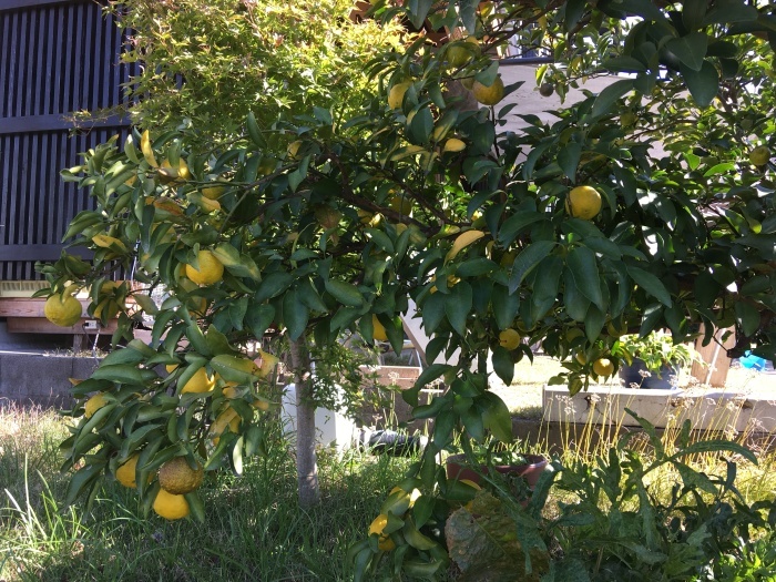 e0155231_16552907.jpeg