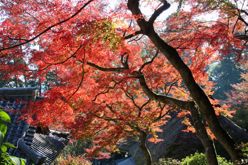 大興善寺の紅葉　2018年11月11日_a0129233_11290026.jpg