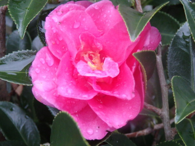 a0054240_20494049.jpg
