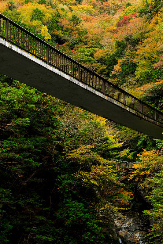 みたらい渓谷の紅葉_f0155048_23322454.jpg