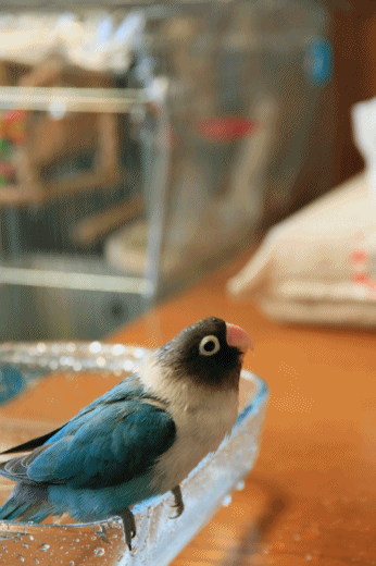 c0145250_10074585.gif