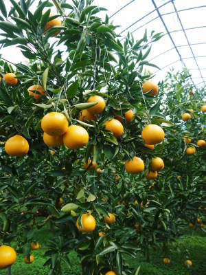 究極の柑橘「せとか」　順調に色づき今年も元気に成長中!!まもなくビニールをはり最後の仕上げです!!_a0254656_17052469.jpg