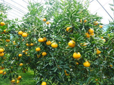 究極の柑橘「せとか」　順調に色づき今年も元気に成長中!!まもなくビニールをはり最後の仕上げです!!_a0254656_17103438.jpg
