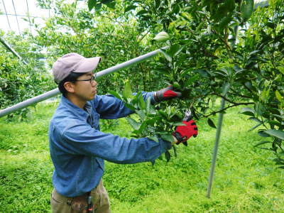 究極の柑橘「せとか」　順調に色づき今年も元気に成長中!!まもなくビニールをはり最後の仕上げです!!_a0254656_17200235.jpg