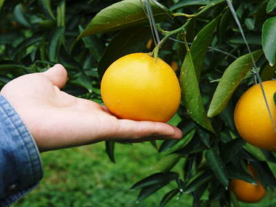 究極の柑橘「せとか」　順調に色づき今年も元気に成長中!!まもなくビニールをはり最後の仕上げです!!_a0254656_17430495.jpg