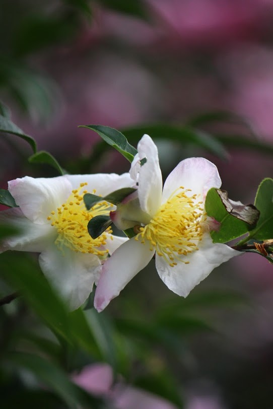 a0248459_13290287.jpg