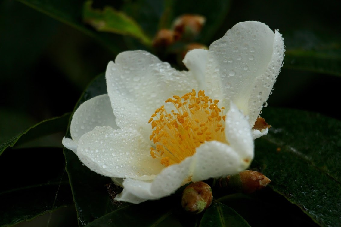 a0248459_13303682.jpg