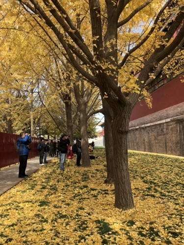 中国語記事です＆北京の紅葉_e0249060_12435318.jpg