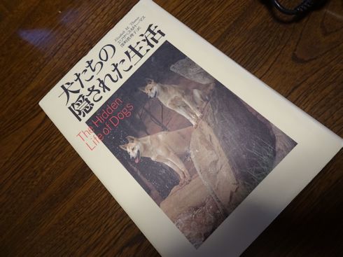 皇帝ダリアが咲きました！！ : 風に吹かれて