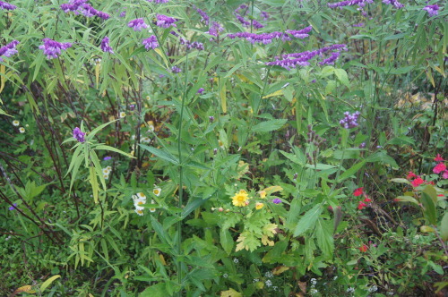 e0181373_17385660.jpg