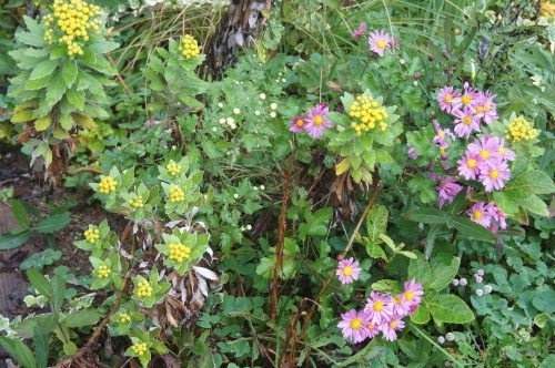 e0181373_17390461.jpg