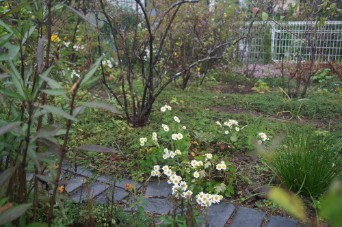 e0181373_17393138.jpg