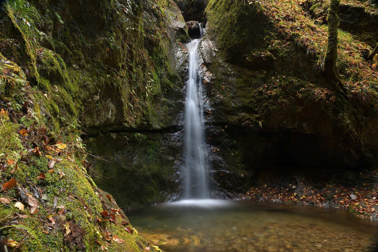 御岳山、ロックガーデン ～ 紅葉とリンドウなど_d0328977_11332206.jpg