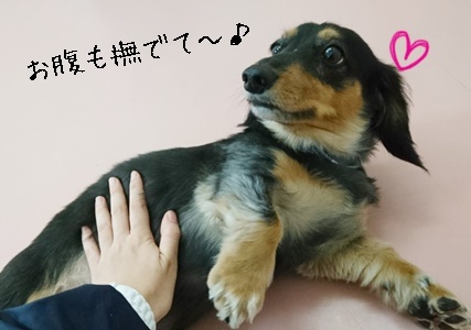 お泊りわんこ!_f0357682_20105917.jpg