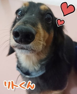 お泊りわんこ!_f0357682_20112384.jpg