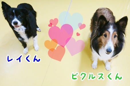 お泊りわんこ!_f0357682_20121811.jpg