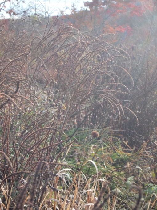 秋のガーデンに出かけよう・・・・・・・群馬 中之条山の上庭園_b0331802_10153472.jpg