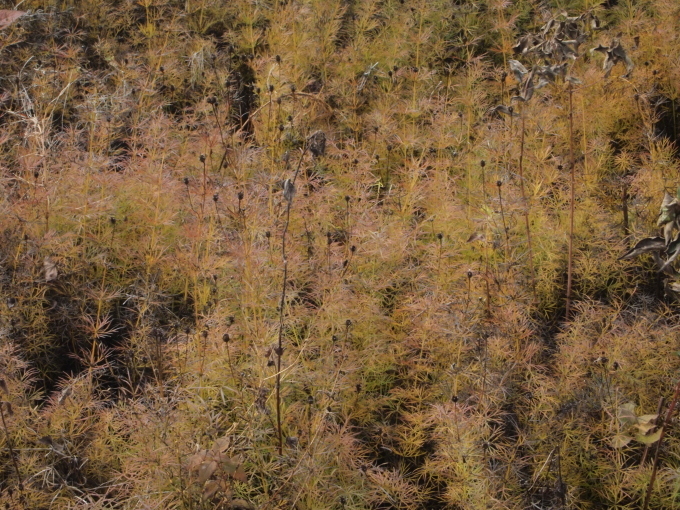 秋のガーデンに出かけよう･･･････群馬 中之条山の上庭園_b0331802_10164335.jpg