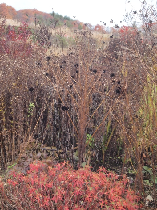 秋のガーデンに出かけよう･･･････群馬 中之条山の上庭園_b0331802_10201126.jpg