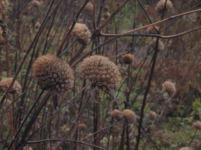 秋のガーデンに出かけよう･･･････群馬 中之条山の上庭園_b0331802_10204813.jpg