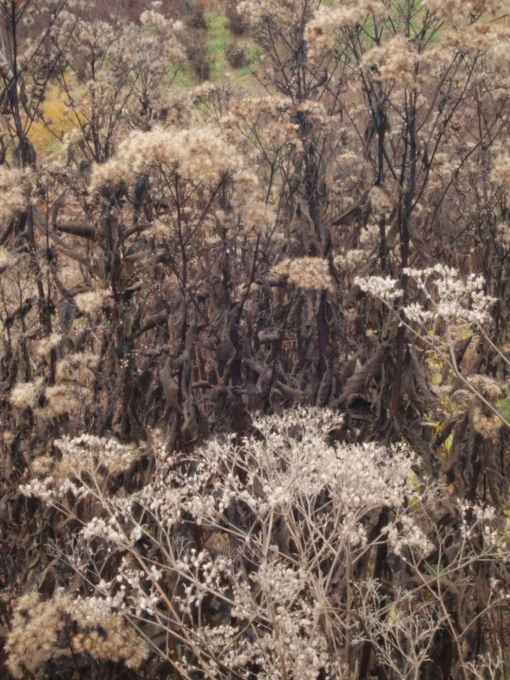 秋のガーデンに出かけよう･･･････群馬 中之条山の上庭園_b0331802_10221616.jpg