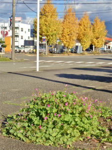 c0336902_21033613.jpg