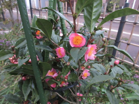a0203003_17382462.jpg