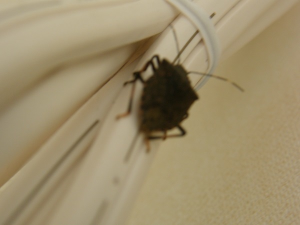 自然豊か ゆえに害虫 不快害虫 も 障害者支援施設いずみの里