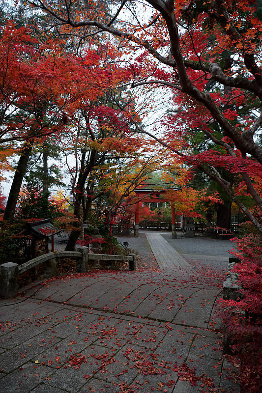 2018京都の紅葉・亀岡 鍬山神社_f0032011_19491653.jpg