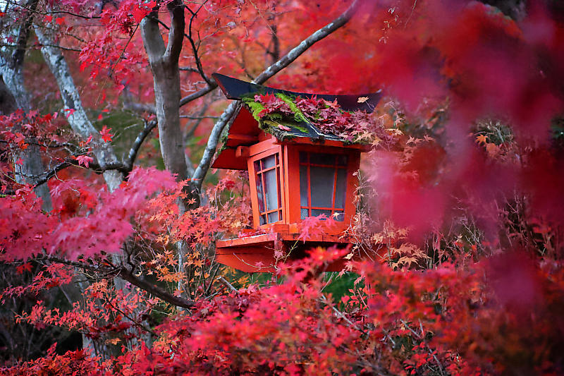 2018京都の紅葉・亀岡 鍬山神社_f0032011_19491778.jpg