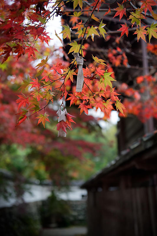 2018京都の紅葉・亀岡 鍬山神社_f0032011_19512720.jpg