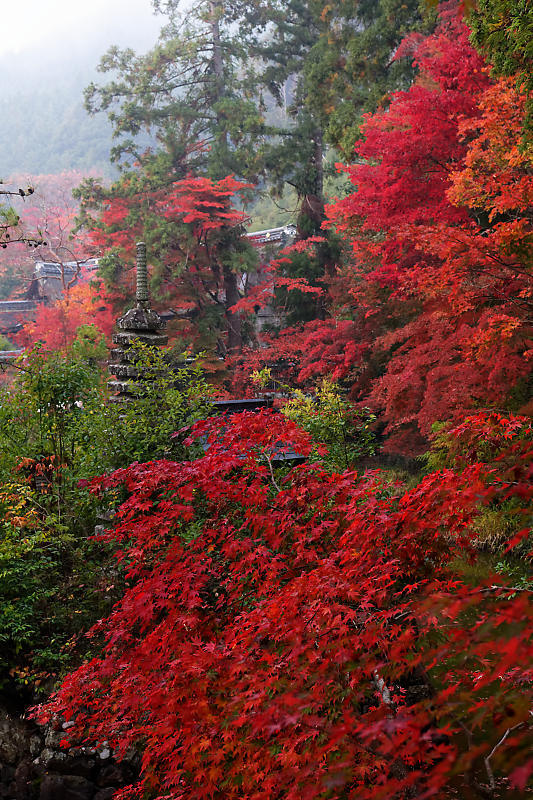 2018京都の紅葉・亀岡 鍬山神社_f0032011_19512750.jpg