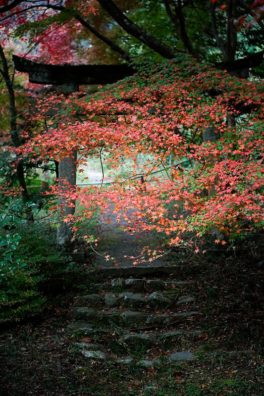 2018京都の紅葉・亀岡 鍬山神社_f0032011_19512793.jpg